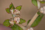 Dogtongue buckwheat